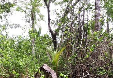 Mangrovenwald